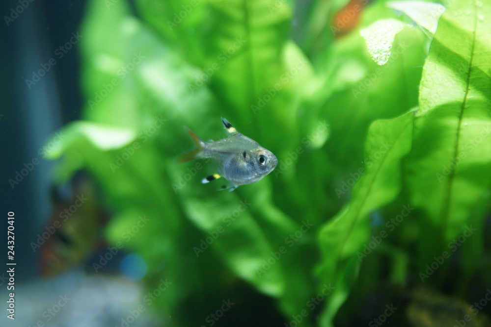 バルーンプリステラ Stock 写真 Adobe Stock バルーンプリステラ Stock 写真 Adobe Stock