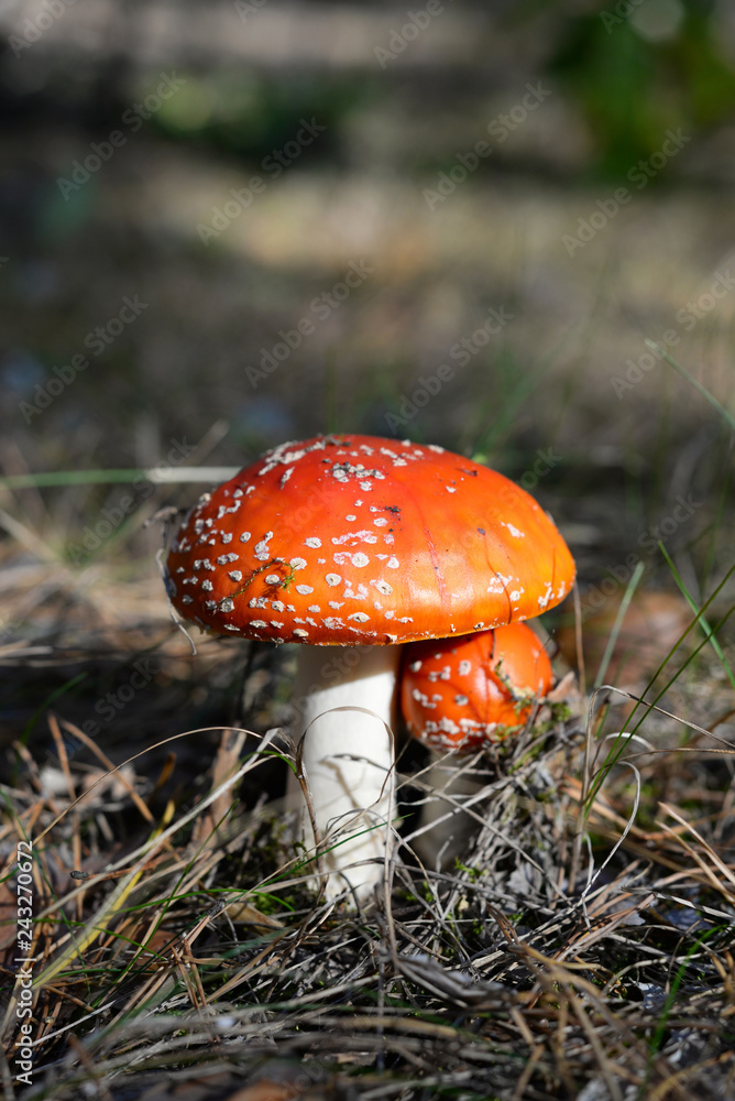 Fly-agaric. Red agaric. Amanita mushroom in a autumn forest. Fly-agaric. Red agaric. Amanita mushroom in a autumn forest.