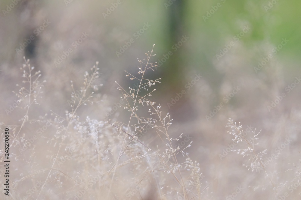In selective focus brown wild grass flower blossom in a field with dry nature background In selective focus brown wild grass flower blossom in a field with dry nature background