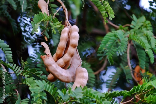 Old tamarind fruit hanging from a tall tree with green leaves background 