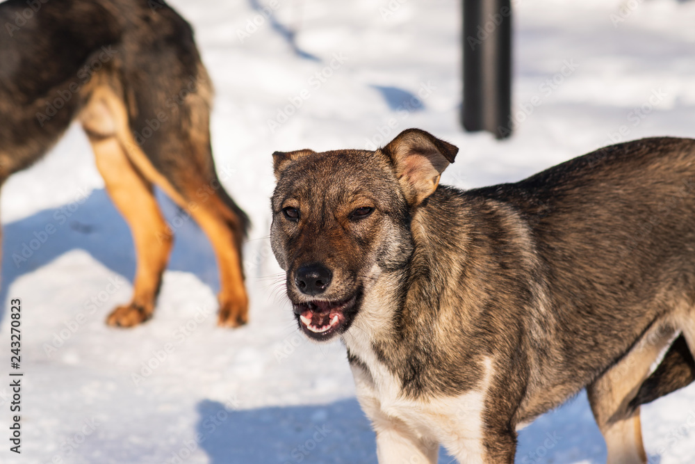 stray dog that lives on the street mongrel in the snow stray dog that lives on the street mongrel in the snow