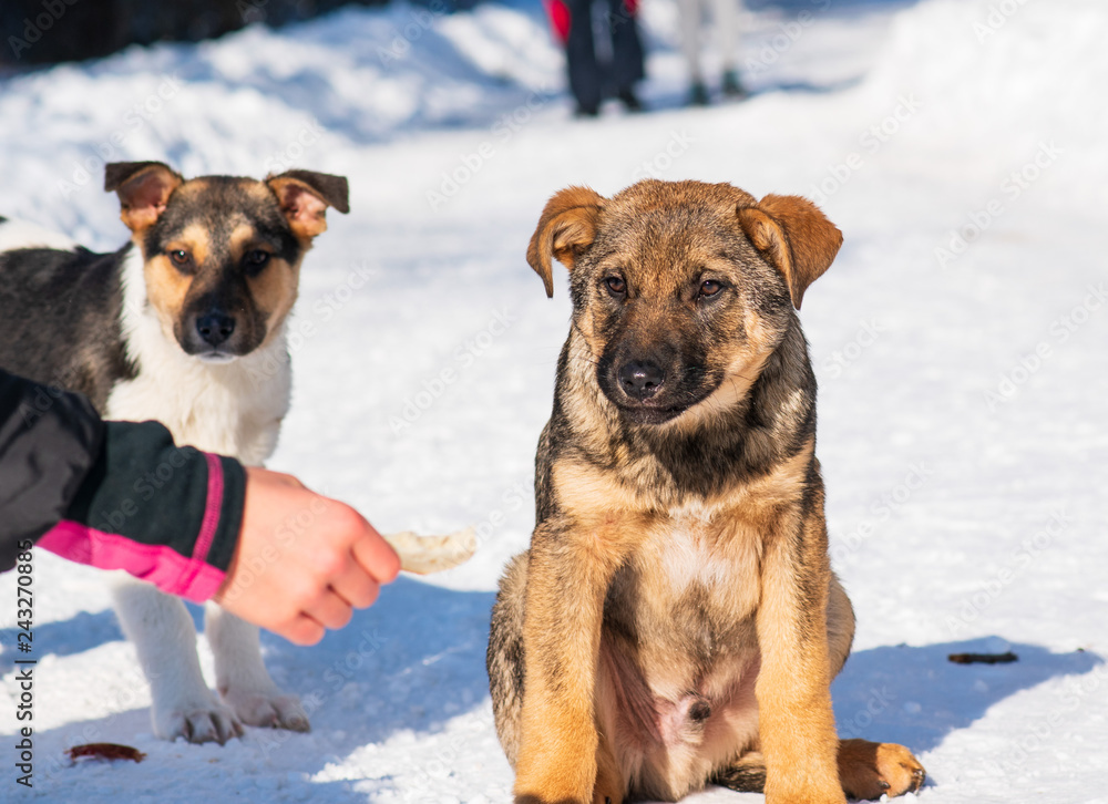 Naklejka premium stray dog that lives on the street mongrel in the snow. Hungry stray puppy takes bread out of hand