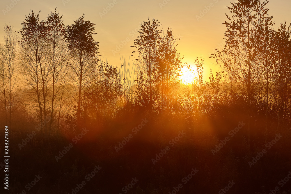 Naklejka premium Misty sunrise. Forest landscape