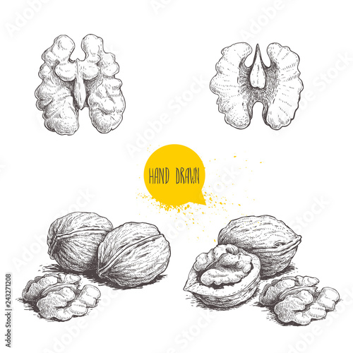 Hand drawn sketch style walnuts set.  Single whole, half and walnut seed. Eco healthy food vector illustration. Isolated on white background. Retro style.