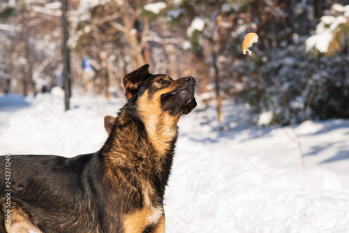 stray dog on the fly catches a piece of bread. mongrel in the snow