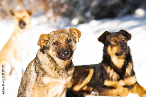 Closeup portrait of puppy stray dog mongrel in the snow. selective focus