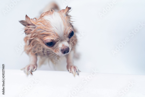 Small cute brown chihuahua dog waiting for owner in the tub after taking a bath in bathtub