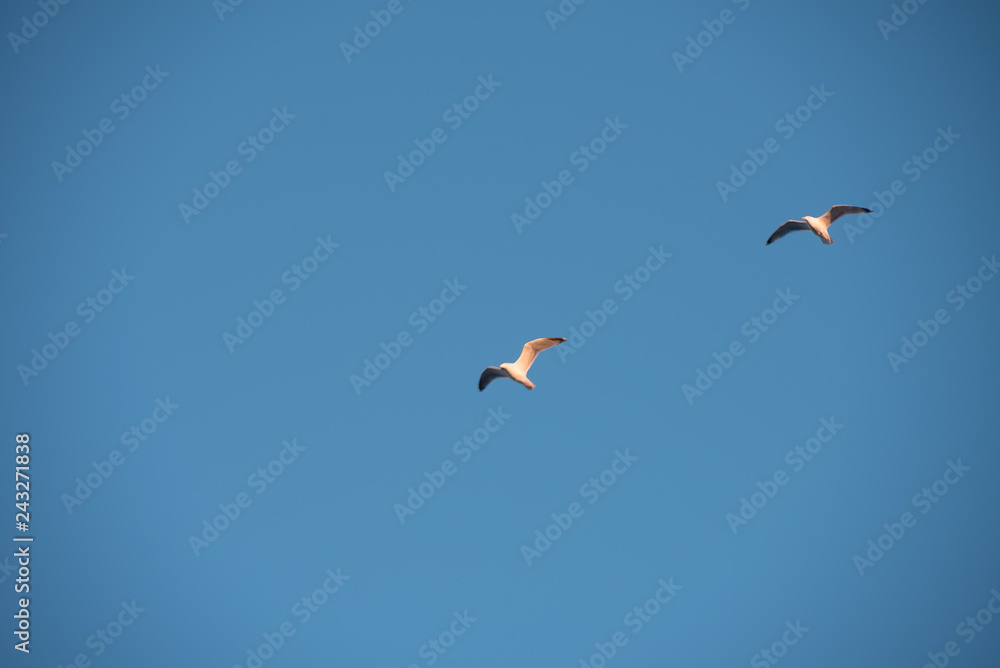 Obraz premium Soaring gulls in the blue sky