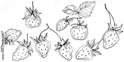 Vector Strawberry fruits. Black and white engraved ink art. Isolated strawberry illustration element.