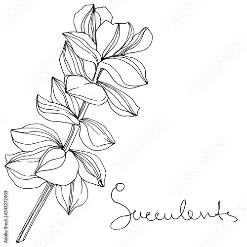 Vector Succulent floral botanical flower. Black and white engraved ink art. Isolated succulents illustration element.