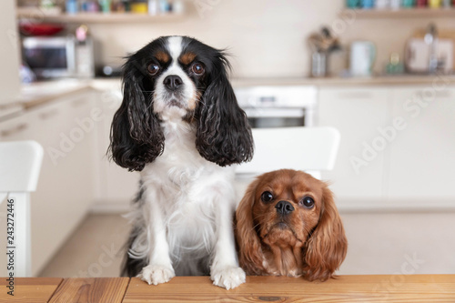 Photography Two dogs behind the table