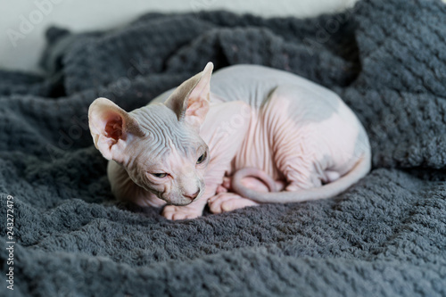Curled up kitten