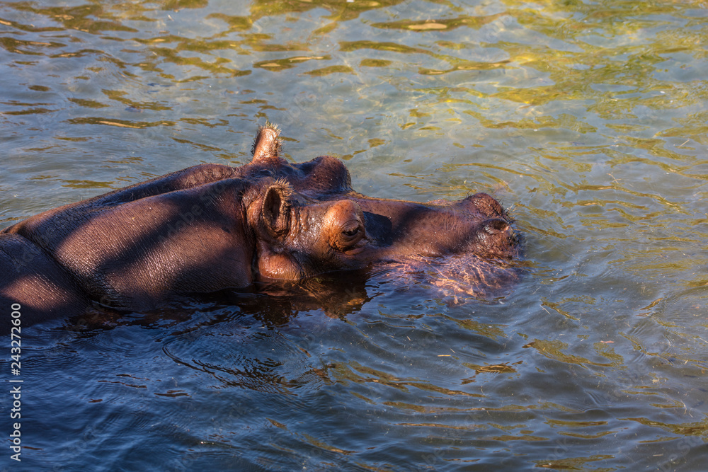 Fototapeta premium Swimming hippo (Hippopotamus amphibius, family: Hippopotamidae).