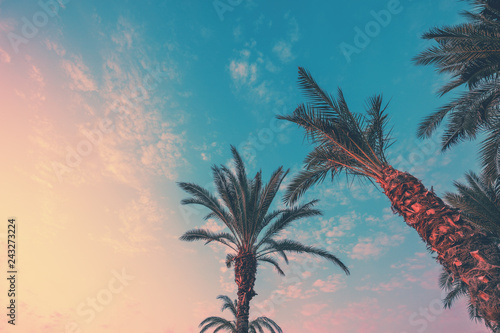 A row of tropical palm trees against a sunset sky. Silhouette of tall palm trees. Tropical evening landscape. Color gradient