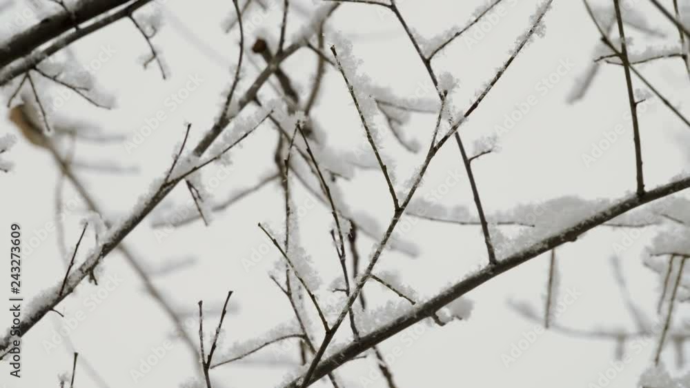 Winter landscape. Close-up shot of tree branches covered with snow. 4K Winter landscape. Close-up shot of tree branches covered with snow. 4K