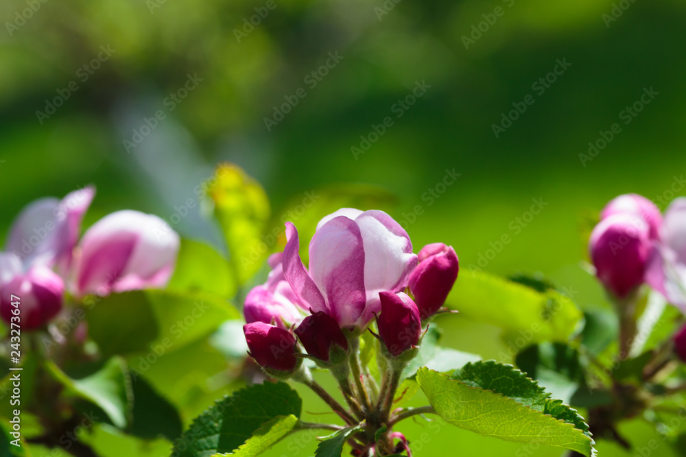 Flowering of the apple tree. Spring background of blooming flowers. White and pink flowers. Beautiful nature scene with a flowering tree. Spring flowers. Abstract blurred background Flowering of the apple tree. Spring background of blooming flowers. White and pink flowers. Beautiful nature scene with a flowering tree. Spring flowers. Abstract blurred background
