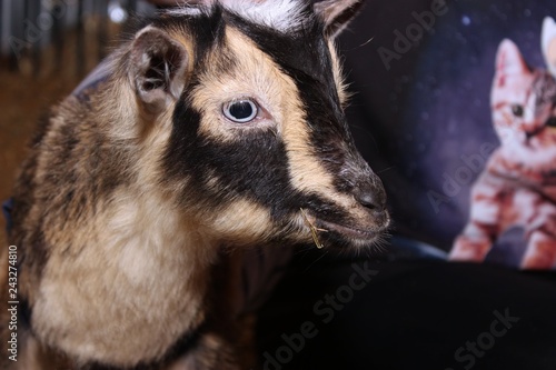 ADORABLE BABY GOAT