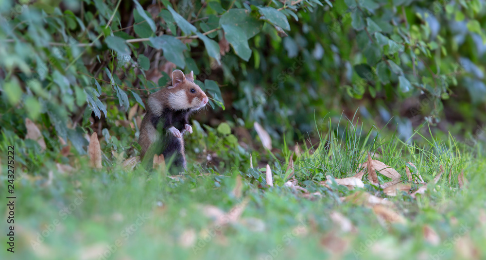 Obraz premium Feldhamster in der Hecke