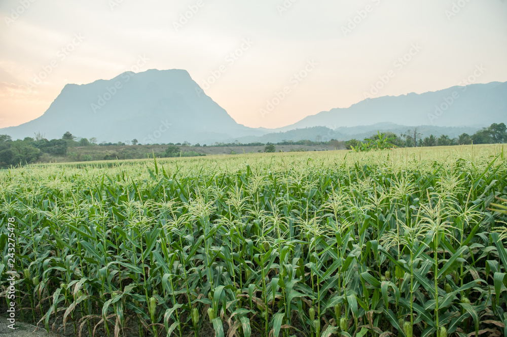 Fototapeta premium corn field or corn plantation with flowers crane view