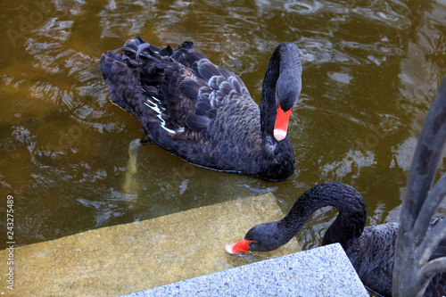 Two black swans swim in the lake. Photo close up. Beautiful wildlife concept.