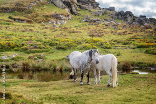 Dartmoor Ponies near Saddle Tor, Dartmoor, Devon, UK