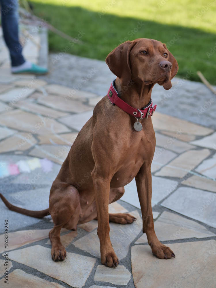 Dog on terrace