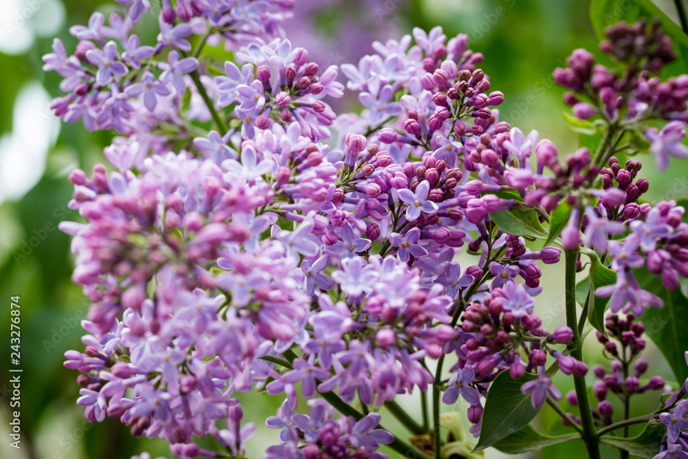 Lilac branch, beautiful purple color. Blurred background from behind. spring green background. Background for social networks. Natural spring background.