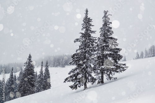 Fir trees during a snowfall
