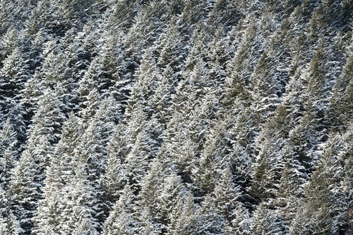 積雪の森 壁紙素材