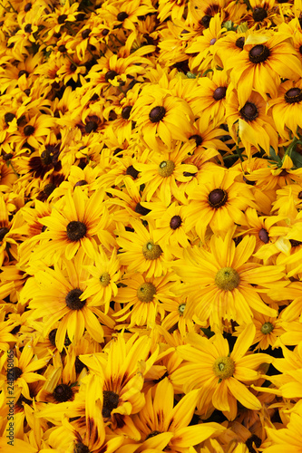 Bright yellow rudbeckia natural background © jonnysek