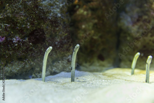 Sea worms photo