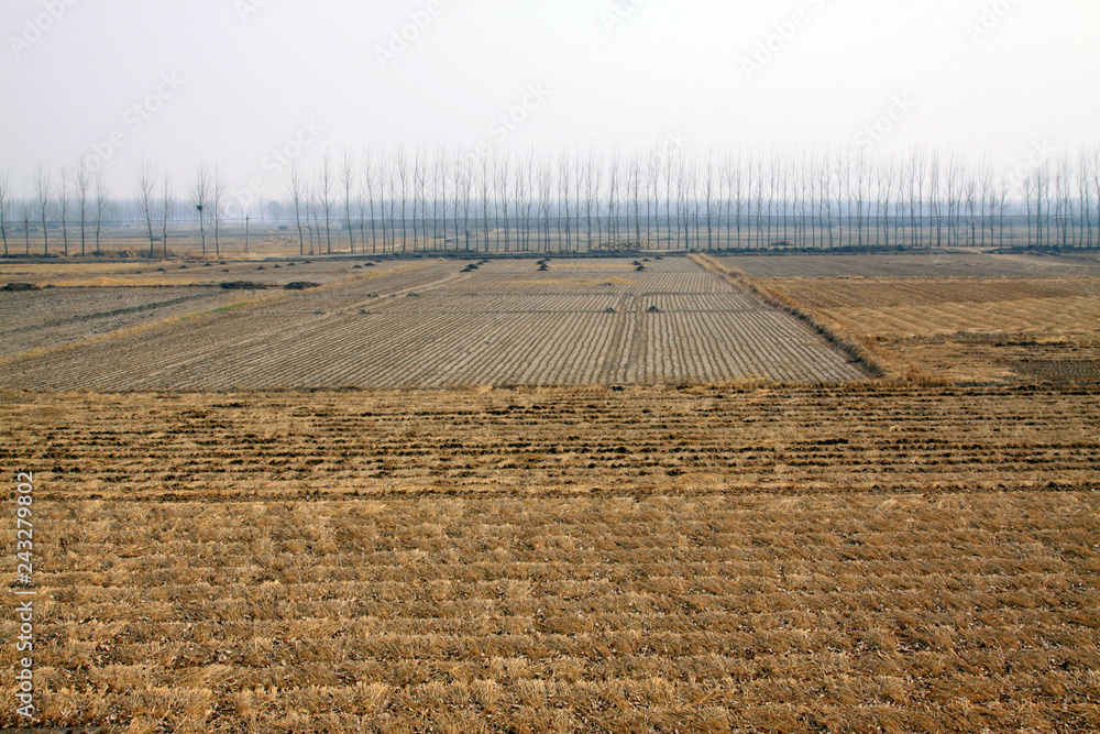 rice straw residue in the field