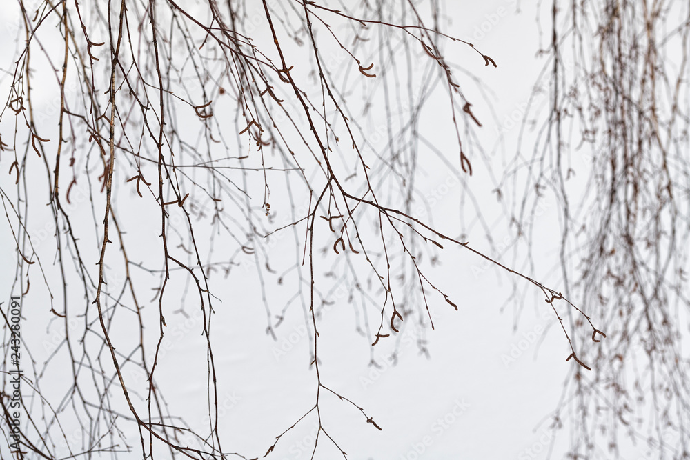 Fototapeta premium branches of a tree in winter