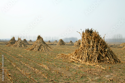 Maize straw in the fields