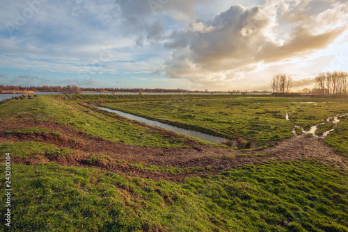 Fototapeta Naklejka Na Ścianę i Meble -  Embankment around a wet grassland in the Dutch National Park De Biesbosch