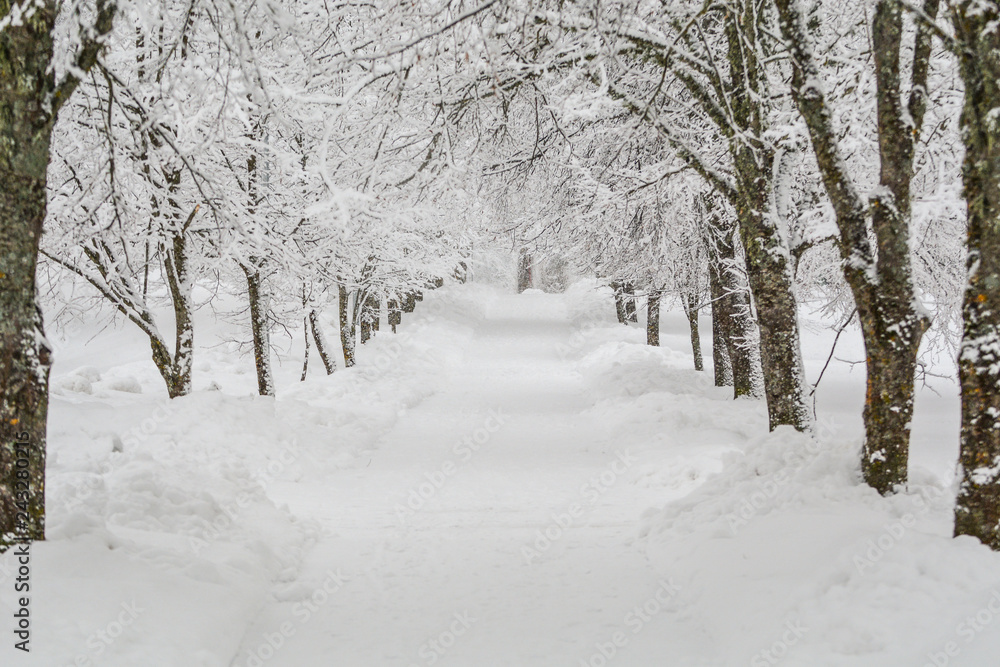 Landscape with winter covered with snow trees Landscape with winter covered with snow trees