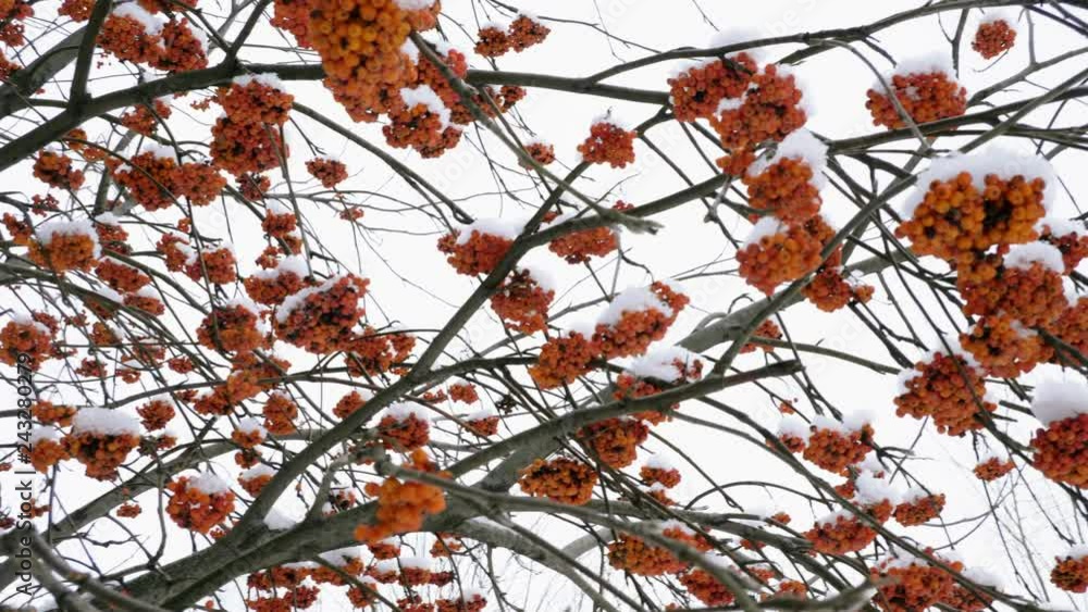 Winter landscape. Close-up shot of branches of rowan tree covered with snow. 4K Winter landscape. Close-up shot of branches of rowan tree covered with snow. 4K