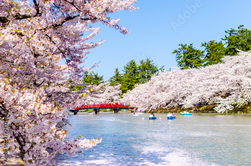 弘前公園の桜