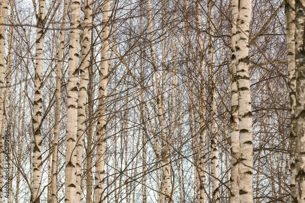 Obraz premium tree in the forest