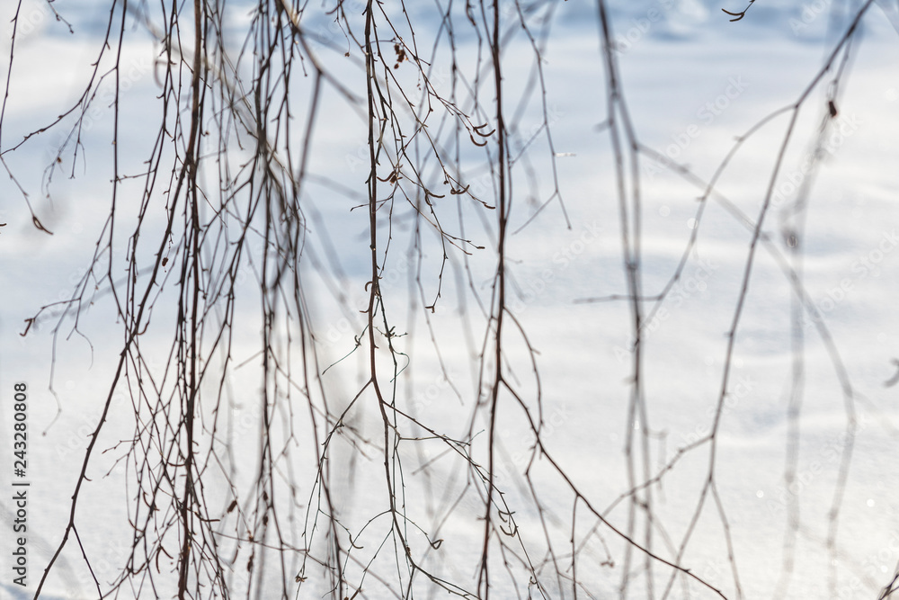 branches of a tree branches of a tree