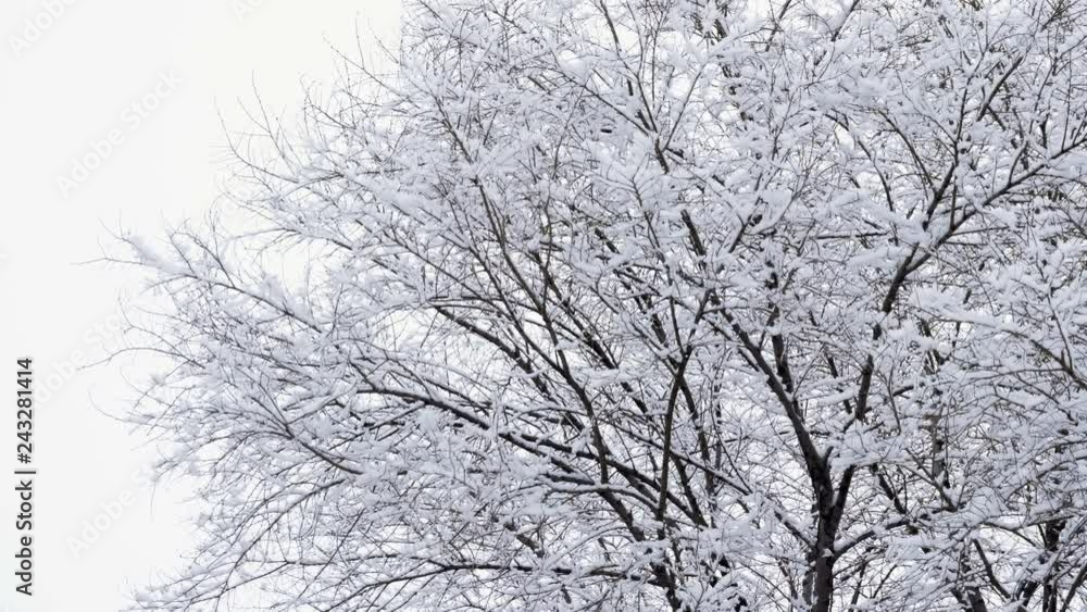 Winter landscape. Wide shot of beautiful snowy deciduous tree covered with snow. 4K Winter landscape. Wide shot of beautiful snowy deciduous tree covered with snow. 4K