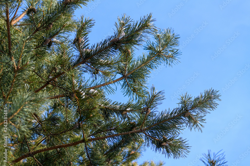 Layer of snow on branches of spruce with hoar-frost. Layer of snow on branches of spruce with hoar-frost.