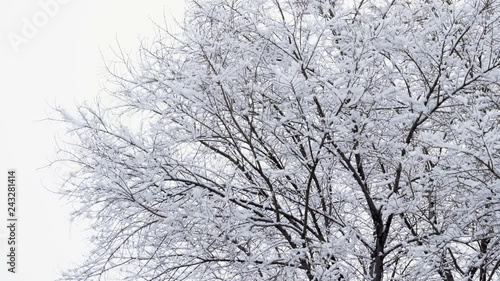 Wallpaper Mural Winter landscape. Wide shot of beautiful snowy deciduous tree covered with snow. 4K Torontodigital.ca