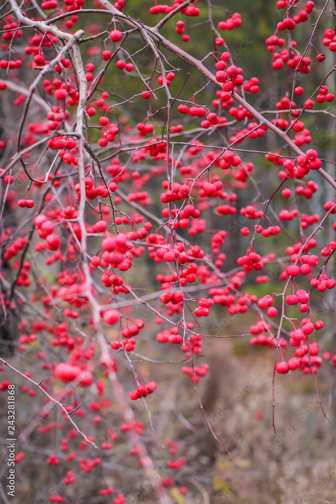 Close up Autumn red berries on branches. Bush with lots of winter berries in selective focus, natural background. Close up Autumn red berries on branches. Bush with lots of winter berries in selective focus, natural background.