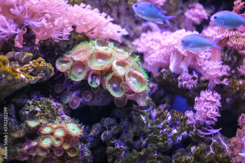 Detail of Zoanthus polyp. Zoanthids family is a group of popular corals for marine aquarists photo