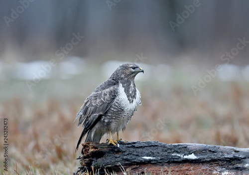 Close-up portrait of a common buzzard sitting on the log in the pouring rain