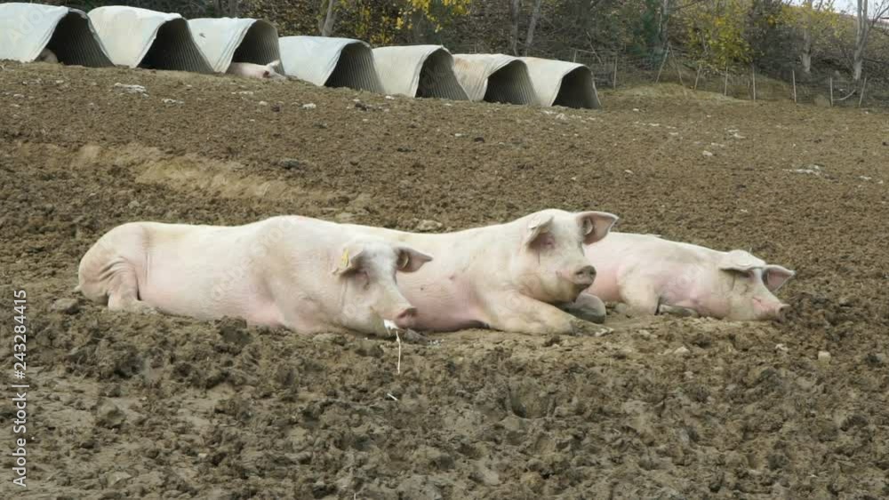 happy, pink pigs in the country happy, pink pigs in the country
