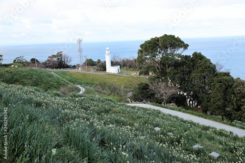 越前海岸の越前水仙