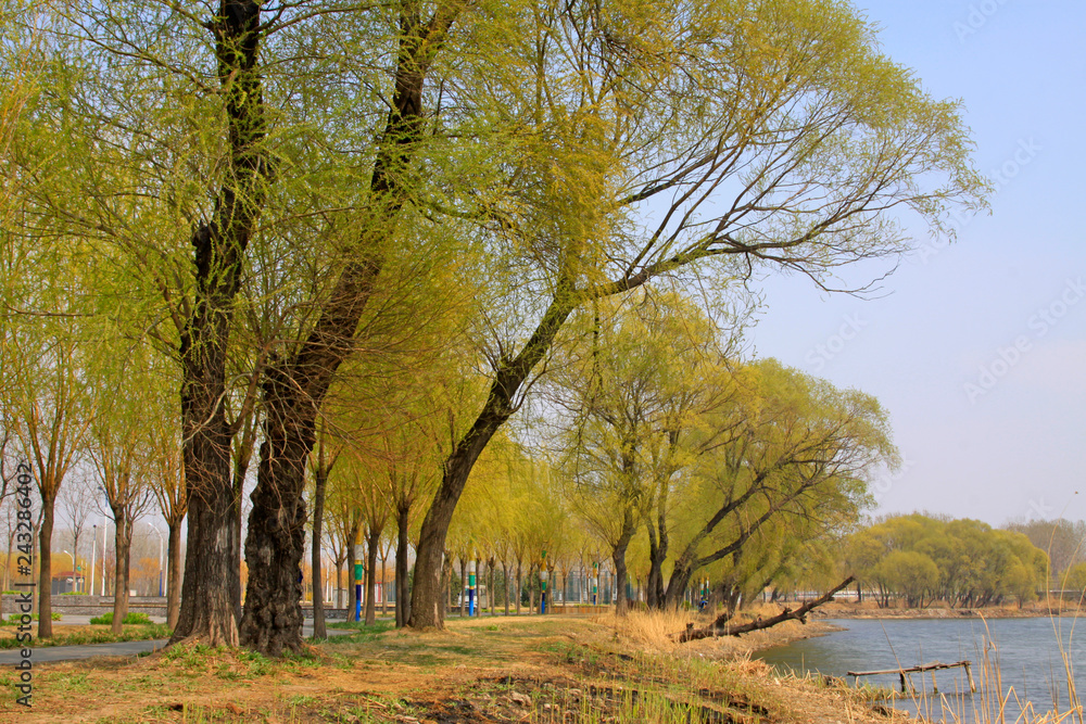 Willow by the river, natural scenery