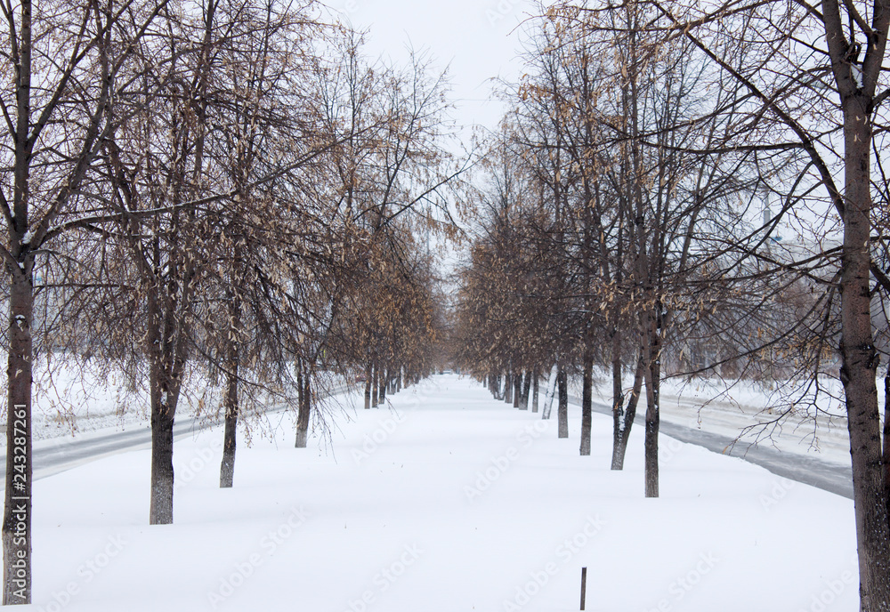 strip of shrubs in the city strip of shrubs in the city